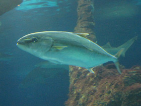 Смотреть фото Большая сериола Фото Большая сериола