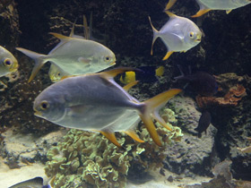 Смотреть фото Тупорылый помпано Фото Тупорылый помпано