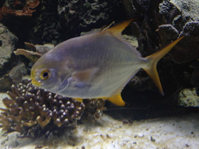 Смотреть фото Тупорылый помпано Фото Тупорылый помпано