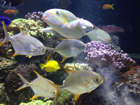 Смотреть фото Тупорылый помпано Фото Тупорылый помпано