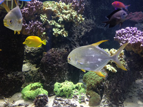 Смотреть фото Тупорылый помпано Фото Тупорылый помпано