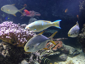 Смотреть фото Тупорылый помпано Фото Тупорылый помпано