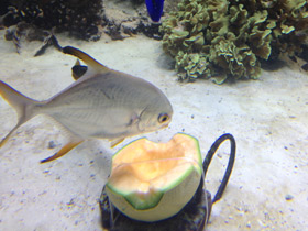 Смотреть фото Тупорылый помпано Фото Тупорылый помпано