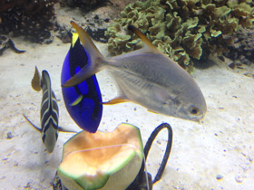 Смотреть фото Тупорылый помпано Фото Тупорылый помпано