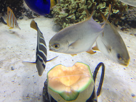 Смотреть фото Тупорылый помпано Фото Тупорылый помпано