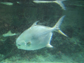 Смотреть фото Круглый помпано Фото Круглый помпано