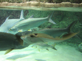 Смотреть фото Круглый помпано Фото Круглый помпано