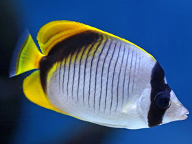 Фото Разлинованная рыба-бабочка