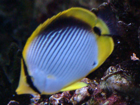 Фото Черноспинная рыба-бабочка