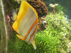 Смотреть фото Австралийская рыба-пинцет Фото Австралийская рыба-пинцет