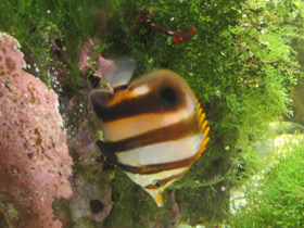 Смотреть фото Черноплавничная бабочка-пинцет Фото Черноплавничная бабочка-пинцет