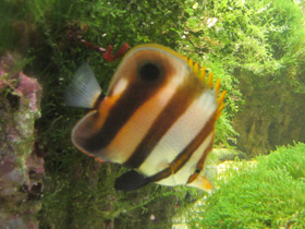 Смотреть фото Черноплавничная бабочка-пинцет Фото Черноплавничная бабочка-пинцет