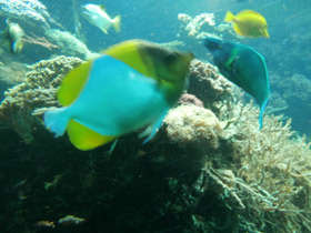 Смотреть фото Пирамидальный гемитаурихт Фото Пирамидальный гемитаурихт