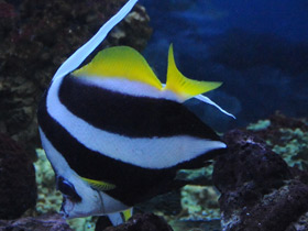 Фото Белоперая кабуба