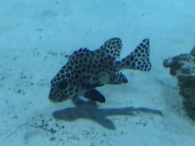 Смотреть фото Сладкогуб-арлекин Фото Сладкогуб-арлекин