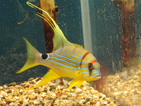 Смотреть фото Парусный луциан Фото Парусный луциан