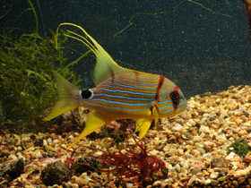 Смотреть фото Парусный луциан Фото Парусный луциан