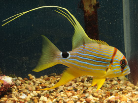 Смотреть фото Парусный луциан Фото Парусный луциан