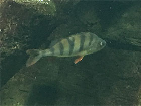 Смотреть фото Речной окунь Фото Речной окунь