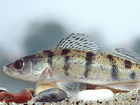 Смотреть фото Волжский судак Фото Волжский судак