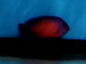 Смотреть фото Двухколючковый центропиг Фото Двухколючковый центропиг