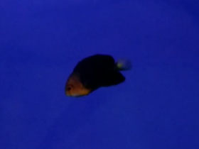 Смотреть фото Фиолетовый центропиг Фото Фиолетовый центропиг