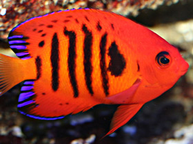 Смотреть фото Огненный центропиг Фото Огненный центропиг