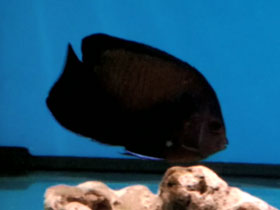 Фото Центропиг нокс