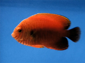 Смотреть фото Центропиг Поттера Фото Центропиг Поттера