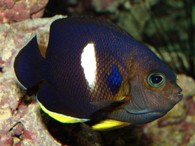 Фото Карликовая черная рыба-ангел