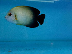 Смотреть фото Жемчужный центропиг Фото Жемчужный центропиг