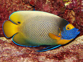 Смотреть фото Синеголовый ангел Фото Синеголовый ангел