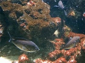 Смотреть фото Обыкновенный хромис Фото Обыкновенный хромис