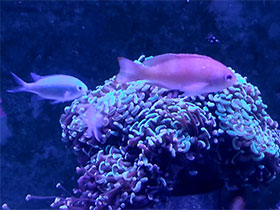 Смотреть фото Сине-зелёный хромис Фото Сине-зелёный хромис