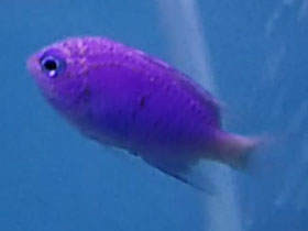 Фото Хризиптера Шпрингера