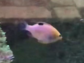 Смотреть фото Хризиптера Тальбота Фото Хризиптера Тальбота