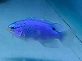 Фото Хризиптера южноморский дьявол