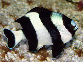 Чернохвостый дасцилл-зебра Чернохвостый дасцилл-зебра