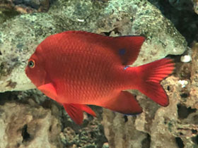 Смотреть фото Гарибальдия Фото Гарибальдия