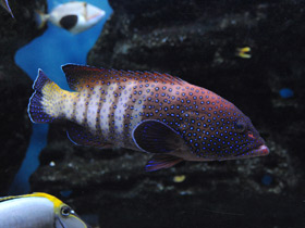 Смотреть фото Групер-аргус Фото Групер-аргус