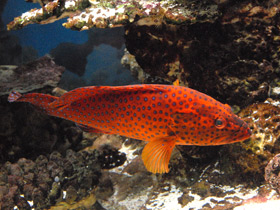 Смотреть фото Красный групер Фото Красный групер