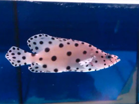 Смотреть фото Леопардовый групер Фото Леопардовый групер