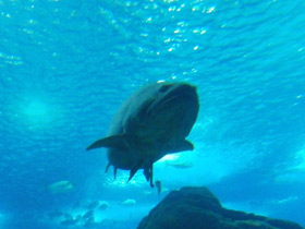 Смотреть фото Индоокеанский малоглазый групер Фото Индоокеанский малоглазый групер