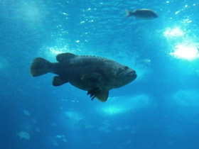 Смотреть фото Индоокеанский малоглазый групер Фото Индоокеанский малоглазый групер