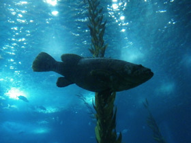 Смотреть фото Индоокеанский малоглазый групер Фото Индоокеанский малоглазый групер