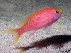 Смотреть фото Ослепительный антиас Фото Ослепительный антиас