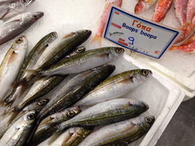 Смотреть фото Большеглазый боопс Фото Большеглазый боопс