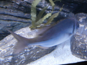 Смотреть фото Франсмадам Фото Франсмадам