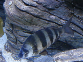 Смотреть фото Полосатый морской лещ Фото Полосатый морской лещ