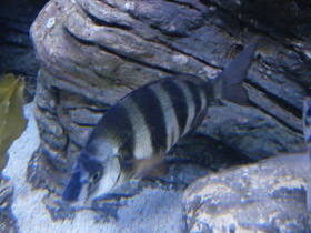 Смотреть фото Полосатый морской лещ Фото Полосатый морской лещ